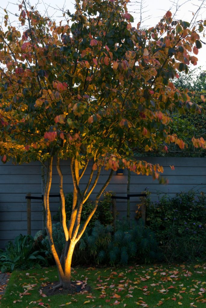 tuinverlichting - uitgelichte boom - uplight