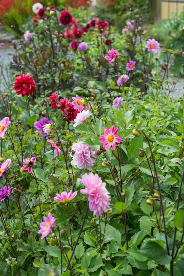 dahlia knollen laten overwinteren