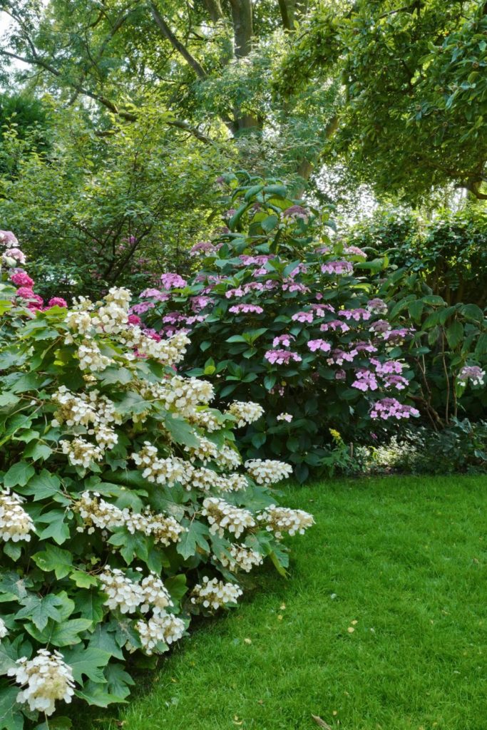 eikenbladhortensia