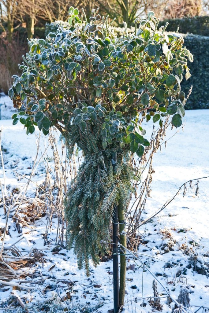 sneeuw - winterbescherming - de tuin winterklaar