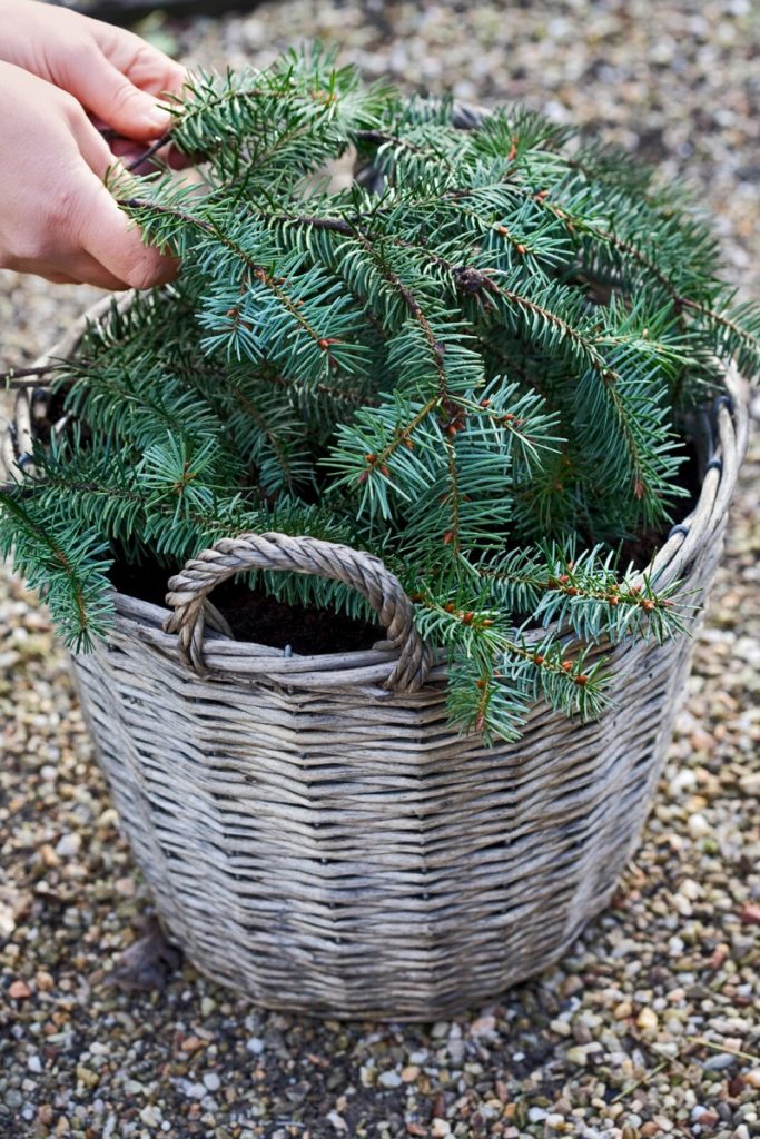 winterbescherming - de tuin winterklaar met kerstboomtakken