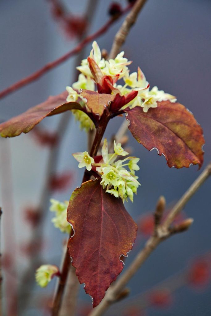 kleurrijke wintertuin