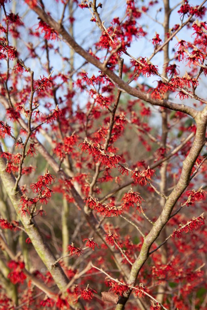 kleurrijke wintertuin