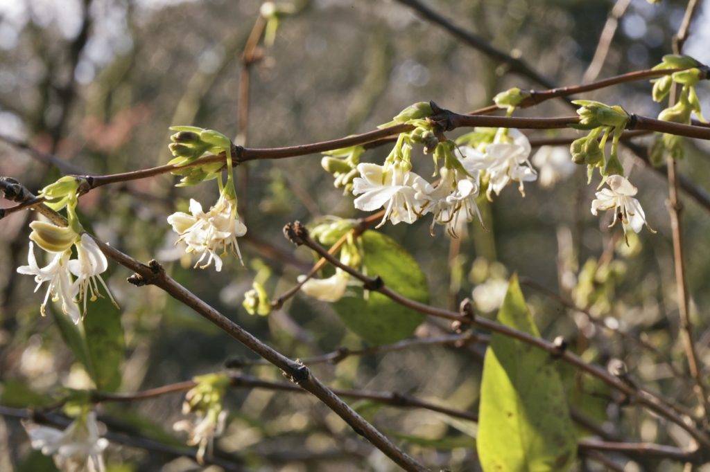 winterkamperfoelie - winterbloeier - Lonicera fragrantissima