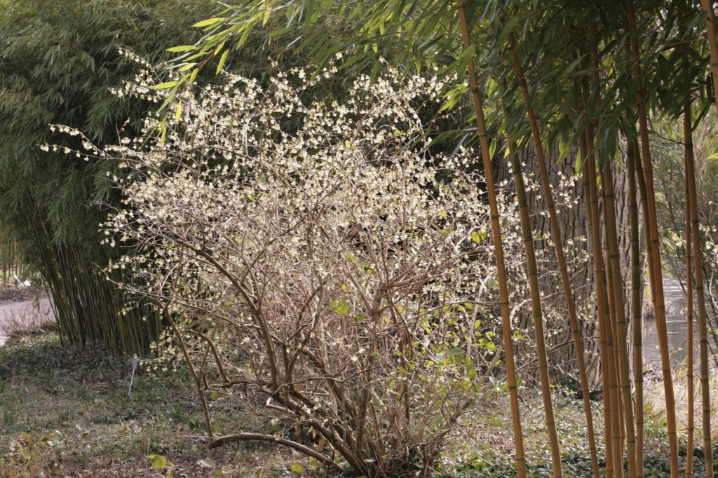 Winterbloeier - winterkamperfoelie - struikkamperfoelie - Lonicera fragrantissima