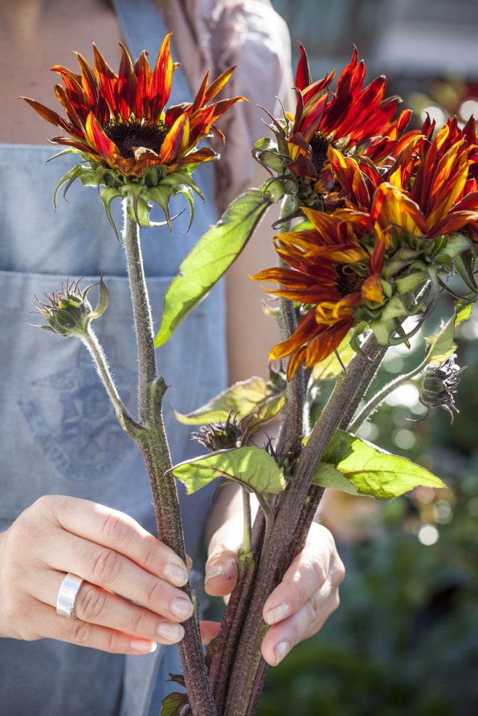 rode zonnebloemen - plukbloemen - zomerboeket van zonnebloemen