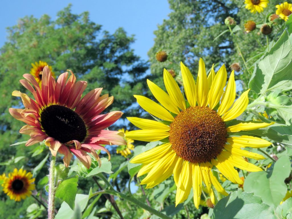 zonnebloemen in twee kleuren - zomertuin