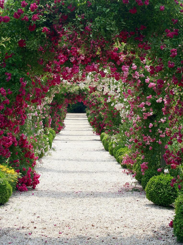 Planten voor een pergola