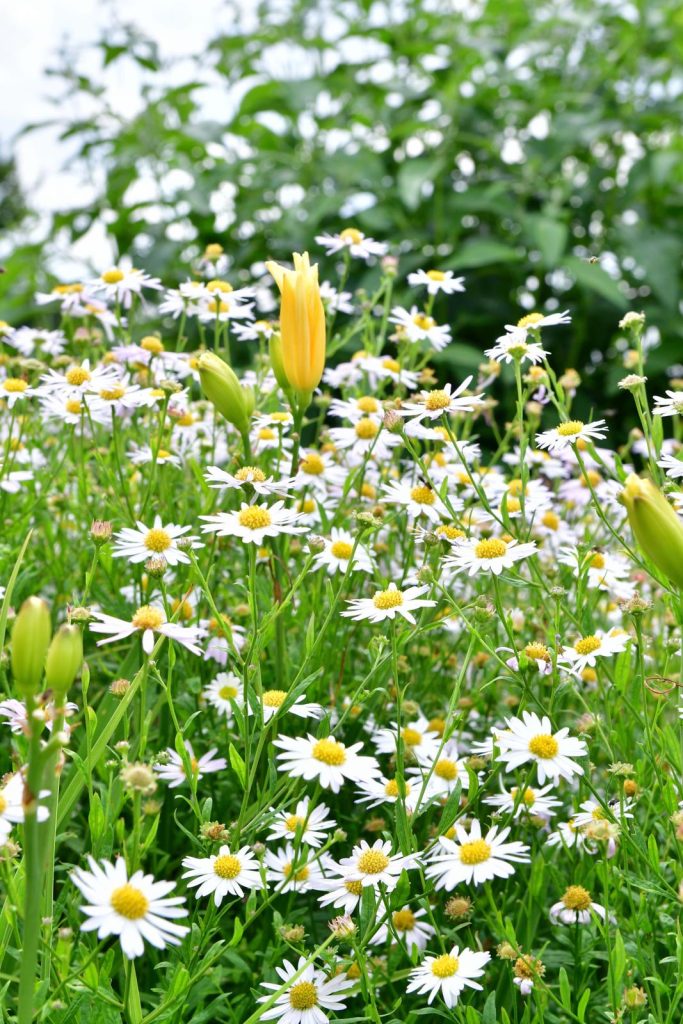 gemakkelijke tuin