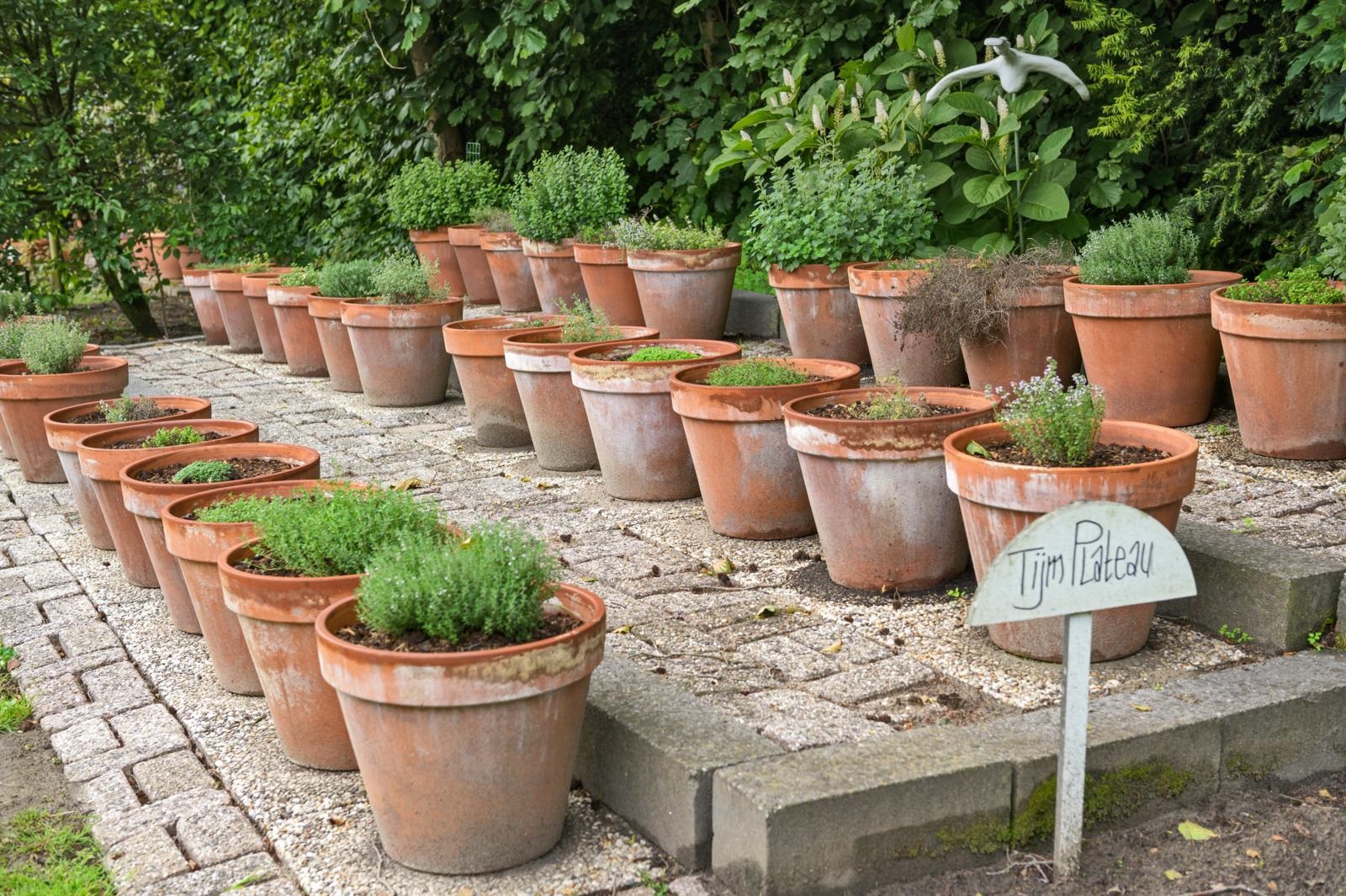 tijm - tijmplanten - keukenkruidenn