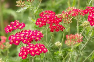 Duizendblad - droge tuin - Achillea millefolium 'Summerwine'