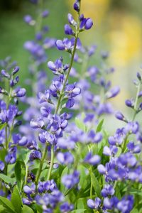 Valse indigo - droogte - Baptisia australis