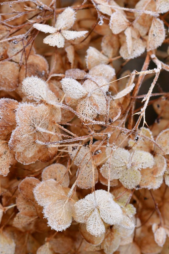 wintertuin - hortensia