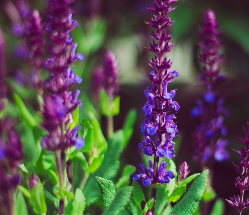 Salvia nemorosa