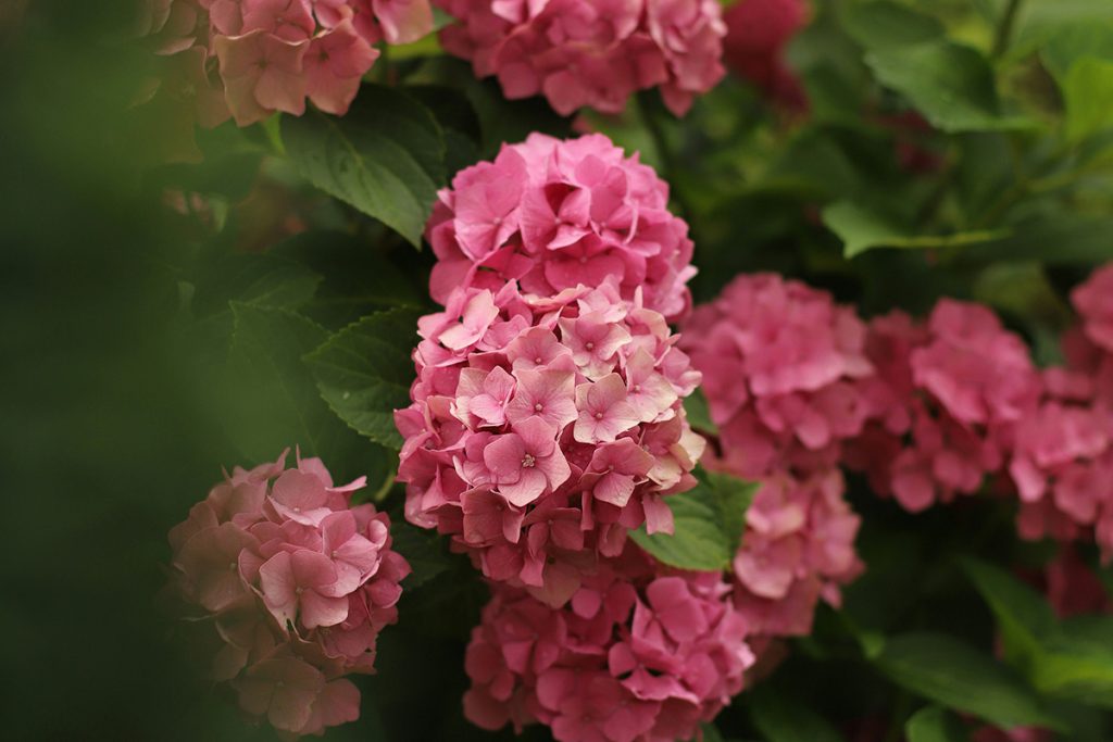 Hortensia snoeien