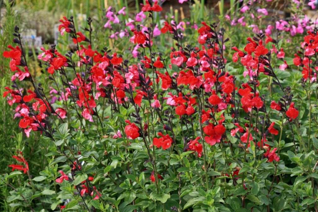 salie - Salvia 'Royal Bumble' - eindeloze bloei