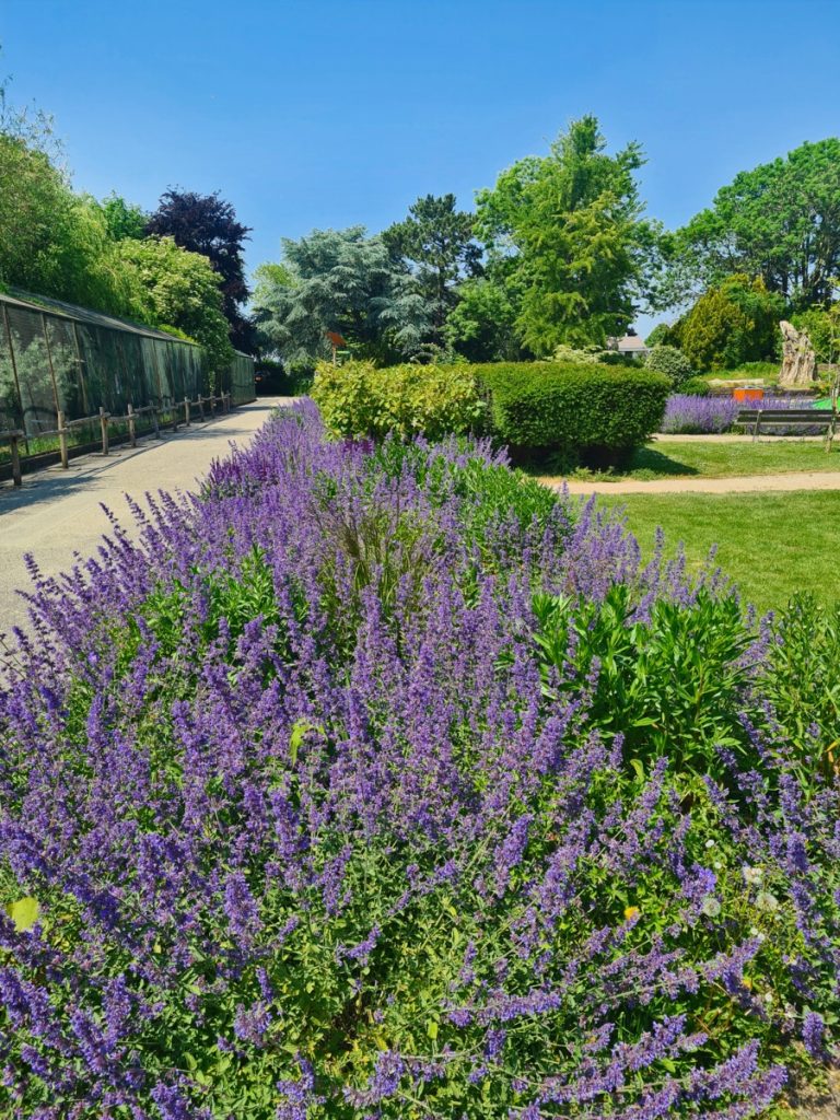 kattenkruid - Nepeta 'Walker's Low'