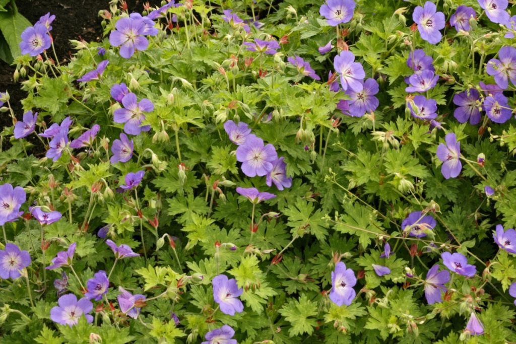 ooievaarsbek - Geranium 'Rozanne' - eindeloze bloei