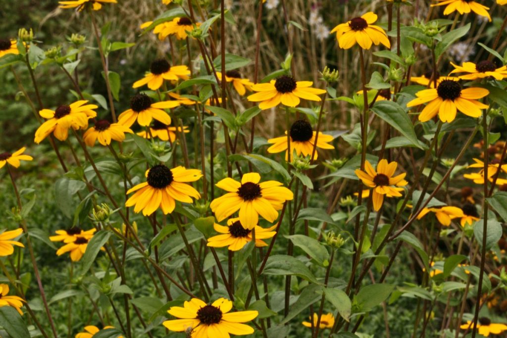 zonnehoed - eindeloze bloei - Rudbeckia triloba