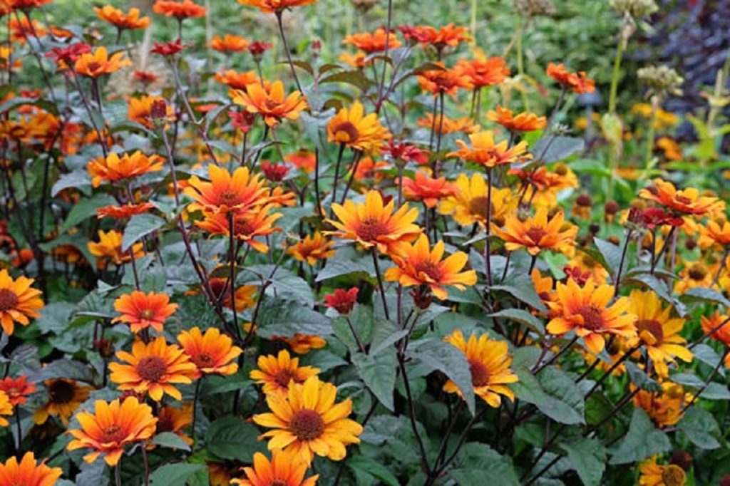 eieindeloze bloei - zonneoog Heliopsis helianthoides 'Bleeding Hearts'