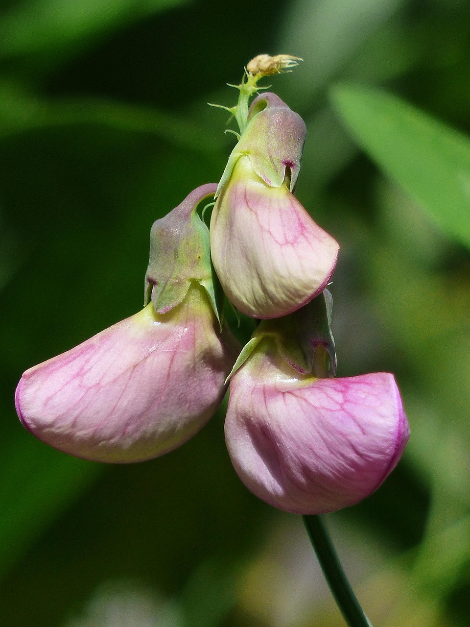 lathyrus