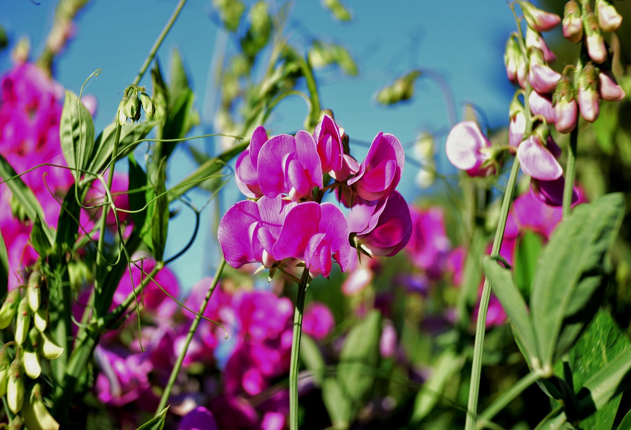 lathyrus