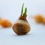 Bloembollen lasagne maken