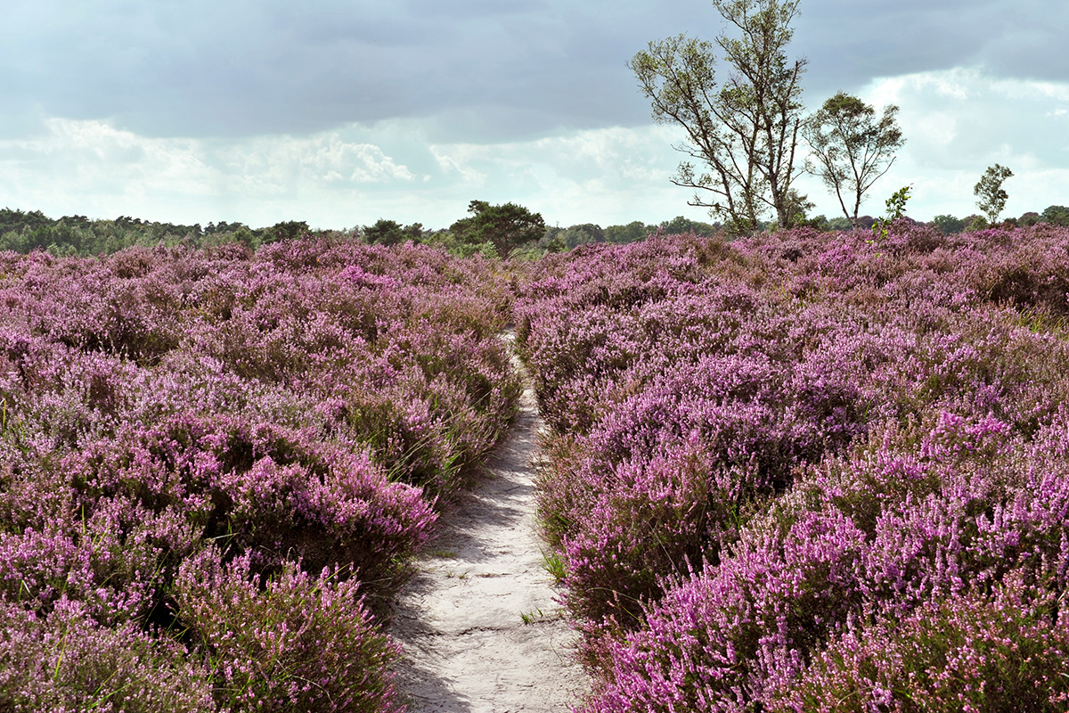 bloeiende heide