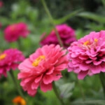 Zinnia