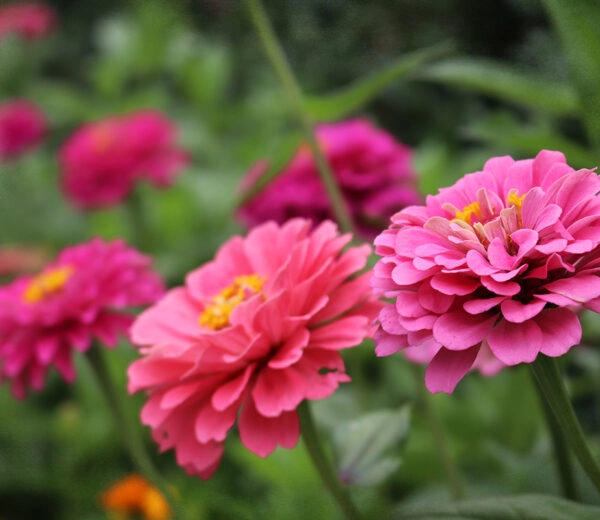 Zinnia